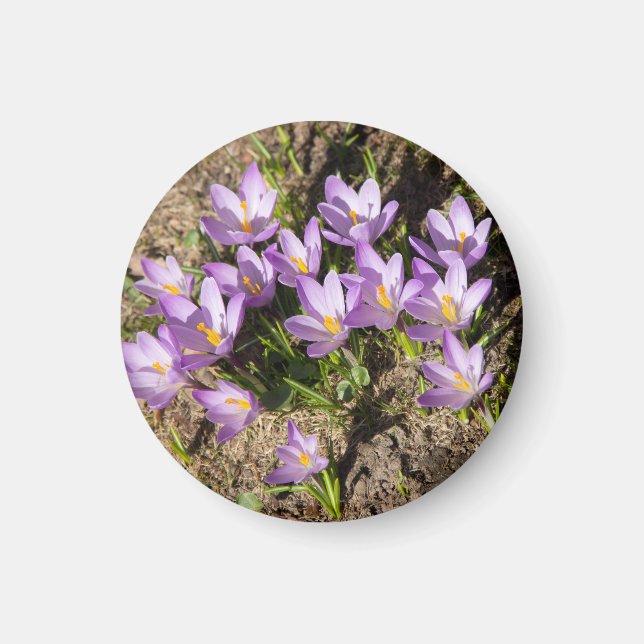 Cute vår crocuses magnet (Framsidan)
