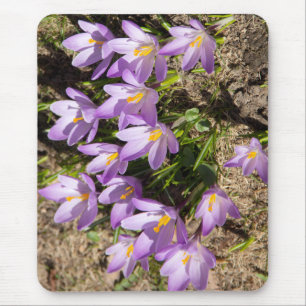 Cute vår crocuses musmatta