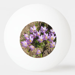 Cute vår crocuses pingisboll