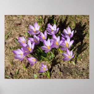 Cute vår crocuses poster