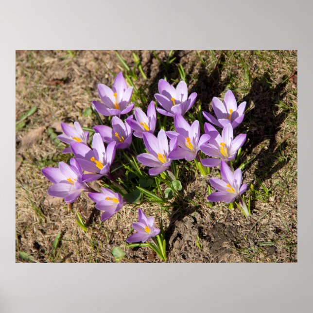Cute vår crocuses poster (Framsidan)