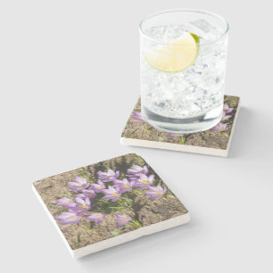Cute vår crocuses stenunderlägg