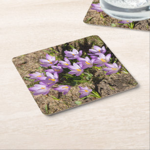 Cute vår crocuses underlägg papper kvadrat