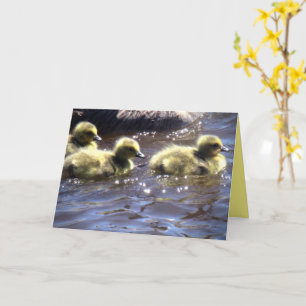 Cute Vår Goslings Baby Geese Swimming Kort