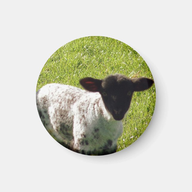 Cute Vår Lamb Magnet (Framsidan)