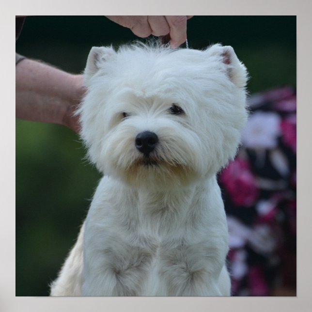 Cute Väster Highland White Terrier Poster (Framsidan)