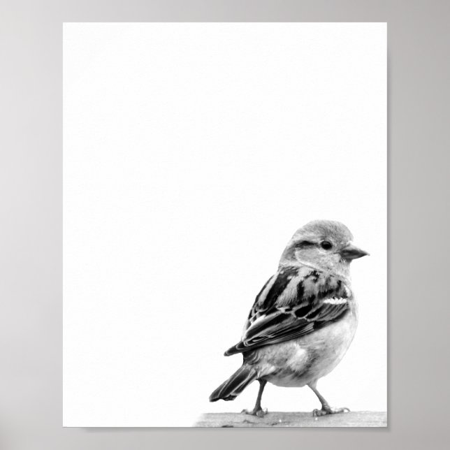 Cute Vild Bird Photo Poster (Framsidan)
