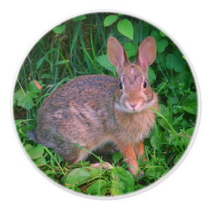 Cute Vild Brown Rabbit Wildlife Knopp