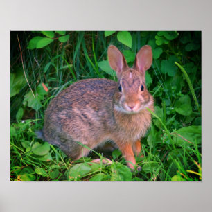 Cute Vild Brown Rabbit Wildlife Poster
