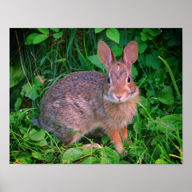 Cute Vild Brown Rabbit Wildlife Poster (Framsidan)