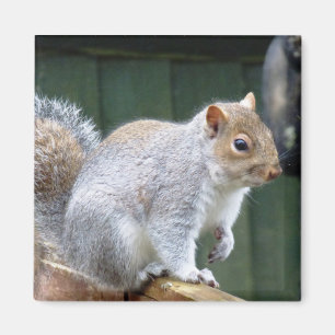 Cute Vild Grått Squirrel (UK) Magnet