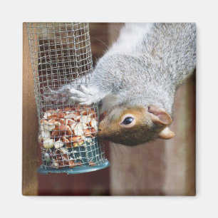 Cute Vild Grått Squirrel (UK) Magnet