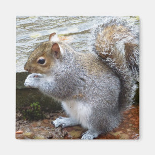 Cute Vild Grått Squirrel (UK) Magnet