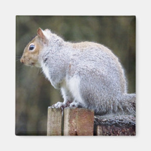 Cute Vild Grått Squirrel (UK) Magnet