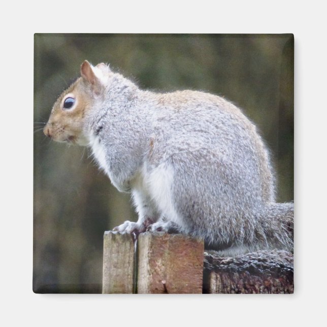 Cute Vild Grått Squirrel (UK) Magnet (Framsidan)