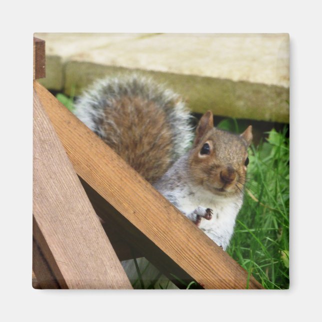 Cute Vild Grått Squirrel (UK) Magnet (Framsidan)