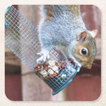 Cute Vild Grått Squirrel (UK) Underlägg Papper Kvadrat<br><div class="desc">Ett idealiskt tillbehör till kaffet bord eller bara till användan som visning,  skulle denna stängning bild av en grått ekorre stå ut. Tillhör för fotot till KPW_Designs.</div>