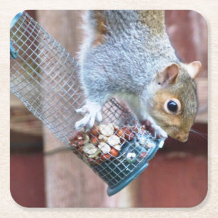 Cute Vild Grått Squirrel (UK) Underlägg Papper Kvadrat