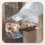 Cute Vild Grått Squirrel (UK) Underlägg Papper Kvadrat<br><div class="desc">Ett idealiskt tillbehör till kaffet bord eller bara till användan som visning,  skulle denna stängning bild av en grått ekorre stå ut. Tillhör för fotot till KPW_Designs.</div>
