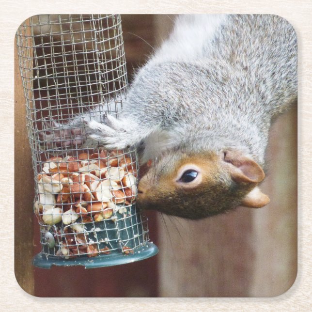 Cute Vild Grått Squirrel (UK) Underlägg Papper Kvadrat (Framsidan)