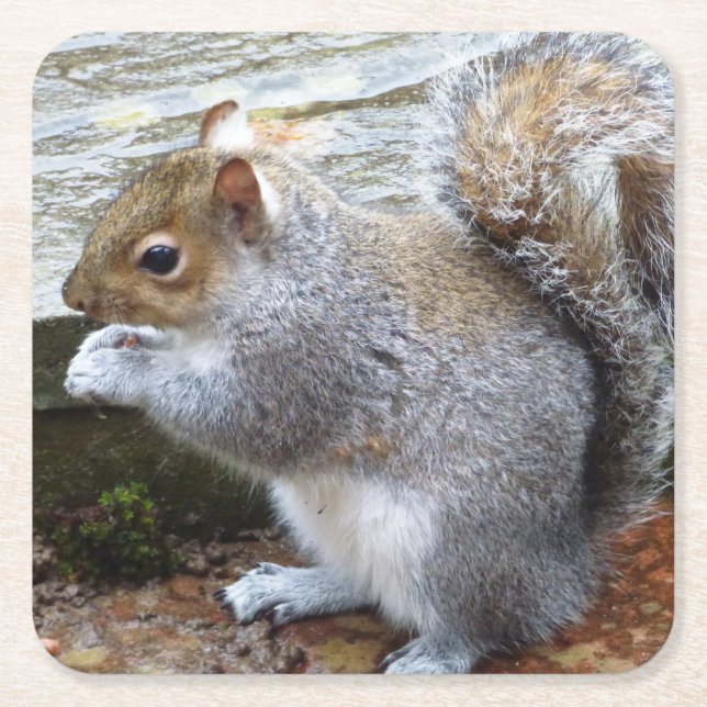 Cute Vild Grått Squirrel (UK) Underlägg Papper Kvadrat (Framsidan)