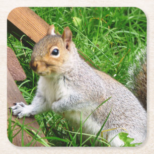 Cute Vild Grått Squirrel (UK) Underlägg Papper Kvadrat