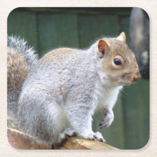Cute Vild Grått Squirrel (UK) Underlägg Papper Kvadrat
