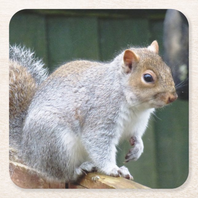 Cute Vild Grått Squirrel (UK) Underlägg Papper Kvadrat (Framsidan)