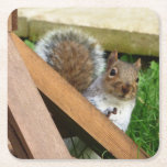 Cute Vild Grått Squirrel (UK) Underlägg Papper Kvadrat<br><div class="desc">Ett idealiskt tillbehör till kaffet bord eller bara till användan som visning,  skulle denna stängning bild av en grått ekorre stå ut. Tillhör för fotot till KPW_Designs.</div>