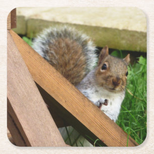 Cute Vild Grått Squirrel (UK) Underlägg Papper Kvadrat