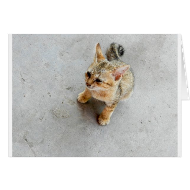 Cute vild katt kitten hälsningskort (Framsidan Horizontal)