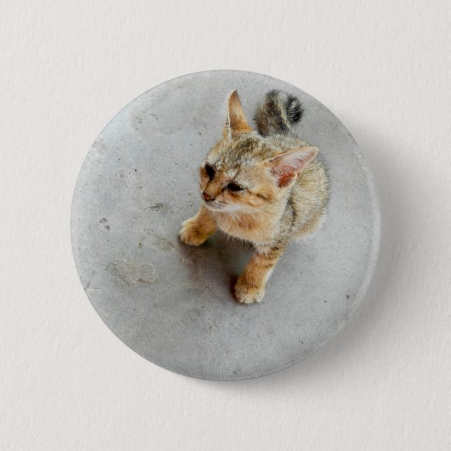 Cute vild katt kitten knapp (Framsida)