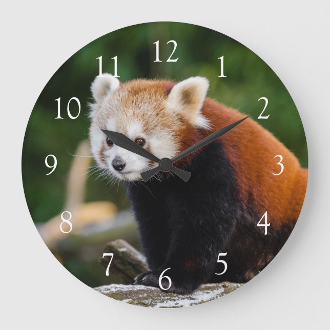 Cute Vild Red Panda Photo Stor Klocka (Framsida)