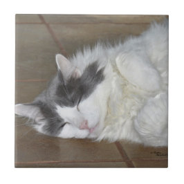 Cute Viling Maine Coon cat Tile Kakelplatta