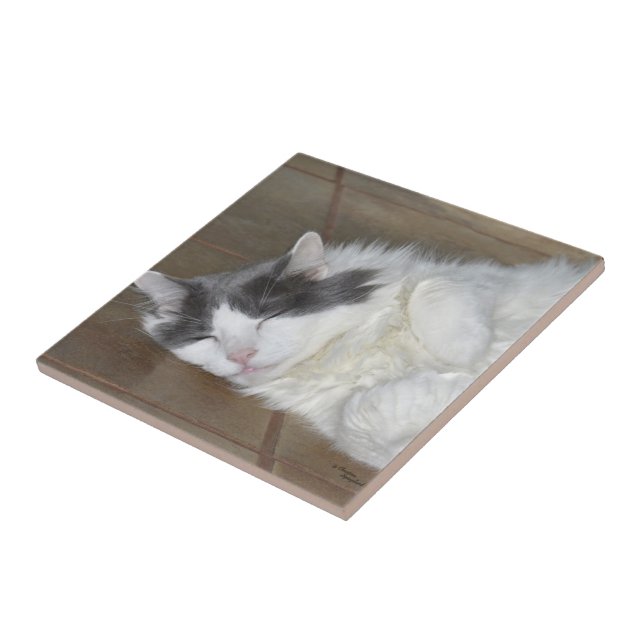 Cute Viling Maine Coon cat Tile Kakelplatta (Sidan)
