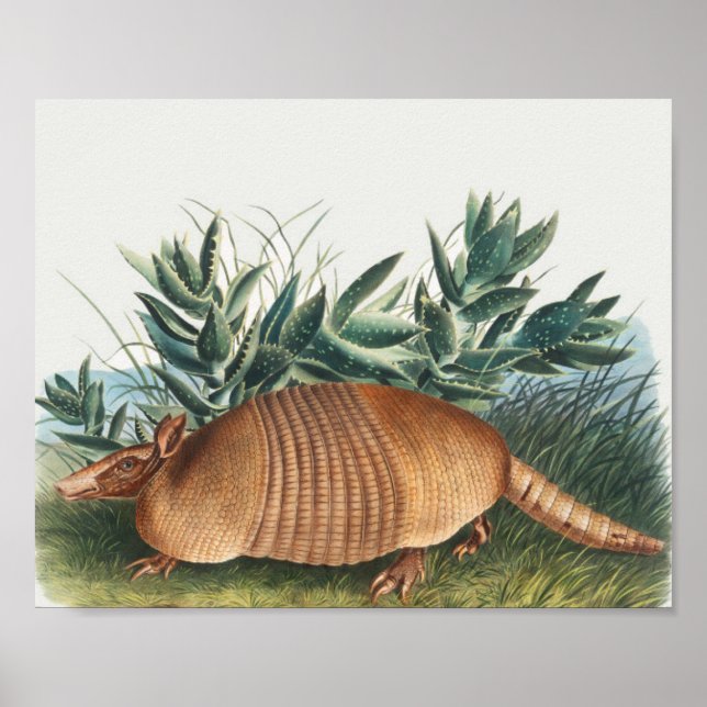 Cute Vintage Armadillo Illustration Poster (Framsidan)
