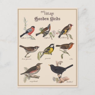 Cute Vintage Garden Birds Vykort