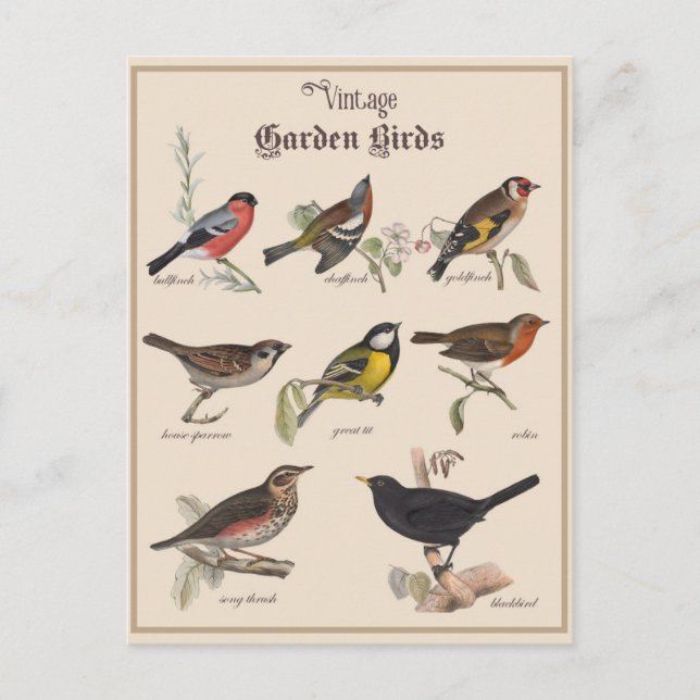 Cute Vintage Garden Birds Vykort (Framsida)
