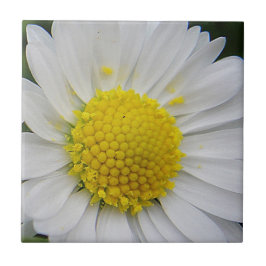 Cute, vit daisy kakelplatta
