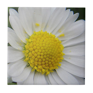Cute, vit daisy kakelplatta