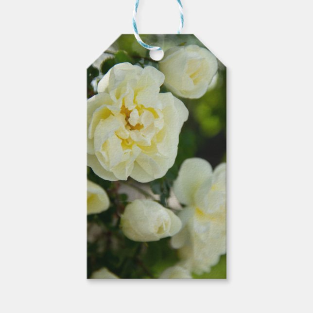 Cute vit ros för positivt presentetikett (Framsidan)