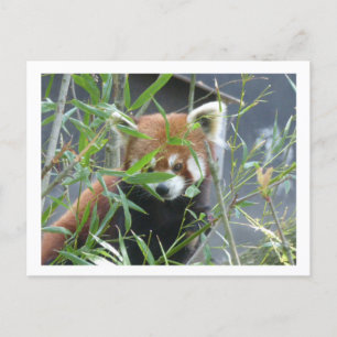 Cute Watch Red Panda DIY-vykort Vykort