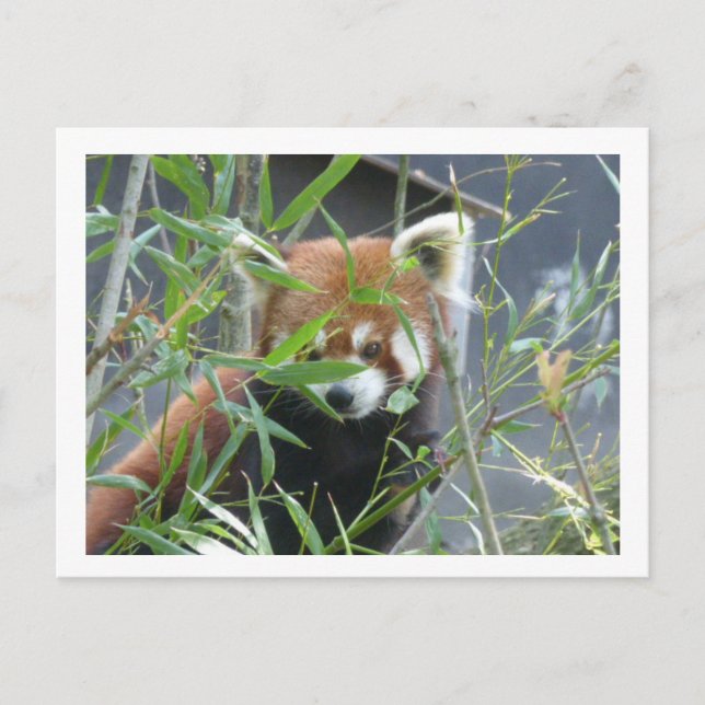 Cute Watch Red Panda DIY-vykort Vykort (Framsida)