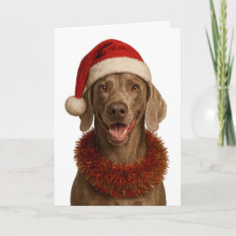 Cute Weimaraner Christmas card Kort