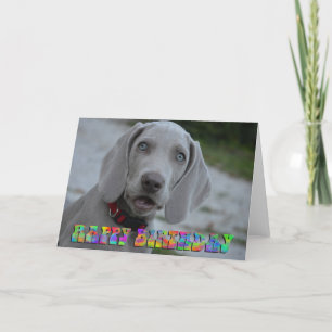 Cute weimaraner puppy-födelsedagskort kort