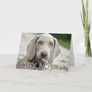 Cute weimaraner puppy-födelsedagskort kort