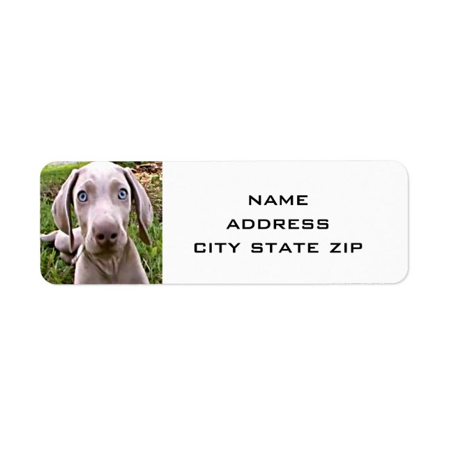CUTE WEIMARANER-RETURETIKETTER RETURADRESS ETIKETT (Framsidan)