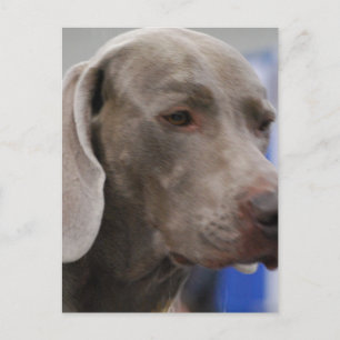 Cute Weimaraner-vykort Vykort