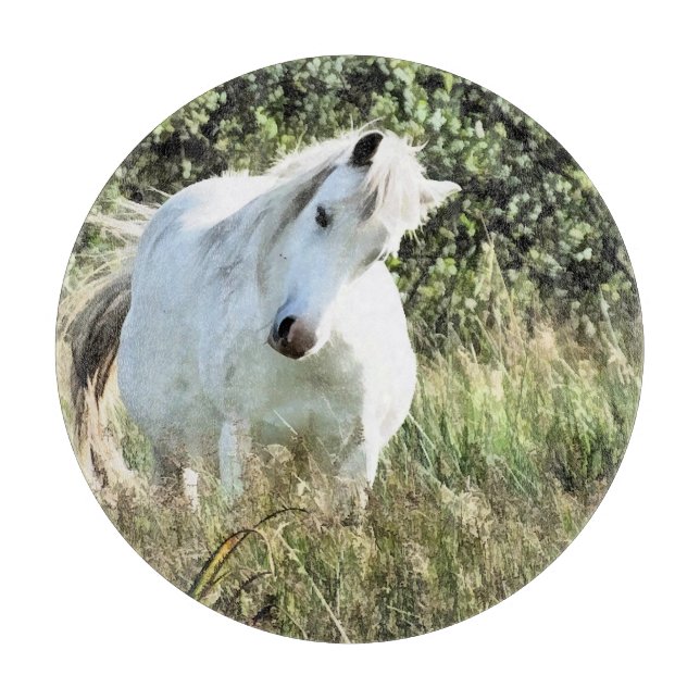 CUTE WELSH MOUNTAIN PONY (Framsidan)