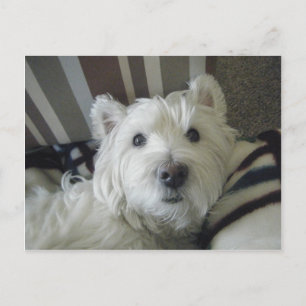 Cute Westie Ansikte fotokort Vykort